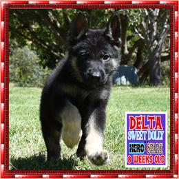 DELTA I am just too CUTE - Black and tan female German Shepherd puppy in Murrieta, California from Diamond Oaks German Shepherds