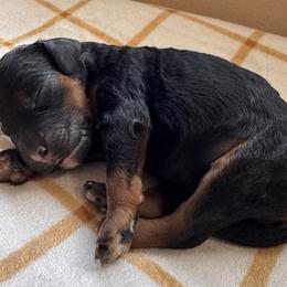 Angel - Phantom female Poodle puppy in Arroyo Grande, California from Central Coast Poodle Paws