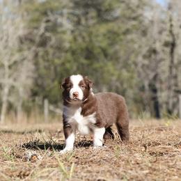 Border Collie Puppies from Sandhill Ranch Border Collies