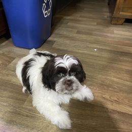 Shih Tzu Puppies from TACG