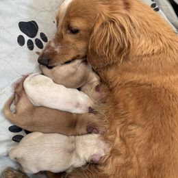 Dachshund and French Bulldog Puppies from Slash O Kennels
