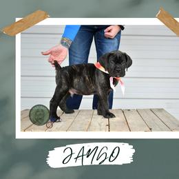 Boy 2 - male Cane Corso puppy in Choctaw, Oklahoma from Emerald Cane Corso