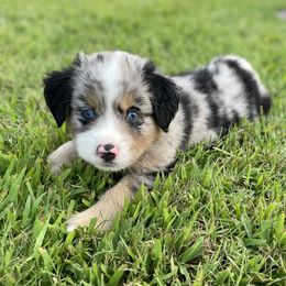Miniature Australian Shepherd Puppies from Tin Rag Australian Shepherds