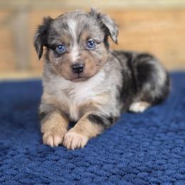 G3 - Blue merle female Miniature Australian Shepherd puppy in Citra, Florida from Southpaw Herders LLC