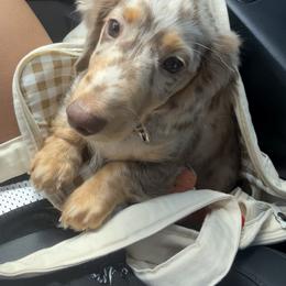 Dachshund Puppies from Amanda‘s Miniature Dachshund