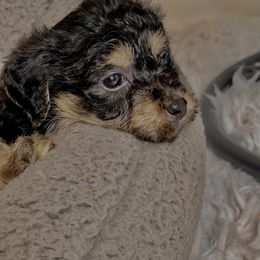 Morkie Puppies from Smart Farms