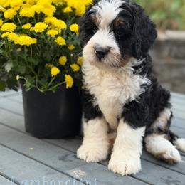 Lamborghini - Tri-color male Bernedoodle puppy in Henry, Illinois from Rowe Farms Doodles