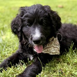 Dahlia (Brown) - Black and white female Bernedoodle puppy in Noblesville, Indiana from NOB Bernedoodles