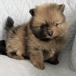 Pomeranian Puppies from Highlander Pomeranians