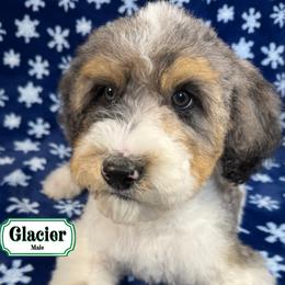 Glacier - In Training - Merle male Bernedoodle puppy in Milan, Indiana from Doodles & Spice