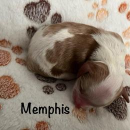 Memphis - Tri-color male Cavapoo puppy in Cedar City, Utah from Pearson's Poodles