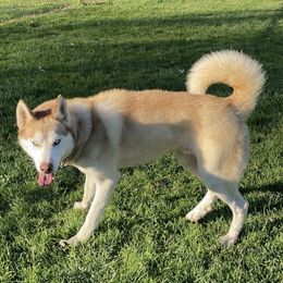 Mavey - Siberian Husky