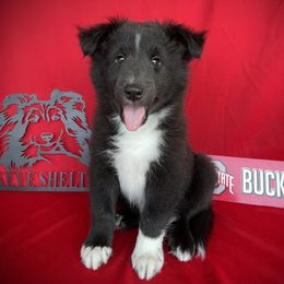 Lil Winker 8 - Black and white male Shetland Sheepdog puppy in Germantown, Ohio from Buckeye Shelties