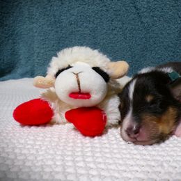 Red Collar Tri Color Male - Black white and tan male Collie puppy in Gleason, Tennessee from Liberty Collies