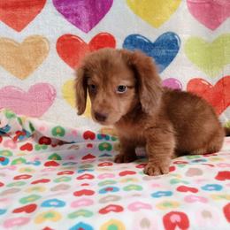 Jingles - Dapple male Dachshund puppy in Hudson, Michigan from Mittentail Kennel Miniature Dachshunds