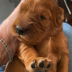 Irish Setter Puppies from Rumraisin Irish Setters