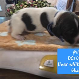 Blue - Liver and white male German Shorthaired Pointer puppy in Dahlonega, Georgia from Pointer Mountain Bird Dogs