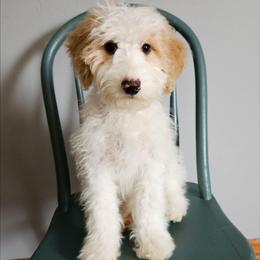 Oregano - Red male Bernedoodle puppy in Granton, Wisconsin from Rose River Farms