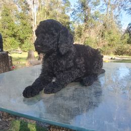 Wyatt - Poodle puppy in Wellborn, Florida from Jeannie Doodles and Poodles