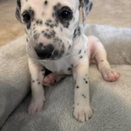 Big Rob - White and black male Dalmatian puppy in Fort Cavasos, Texas from Mainstreet Dalmation