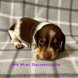 Prince - Piebald male Dachshund puppy in Carlsbad, Texas from MV Mini Dachshunds