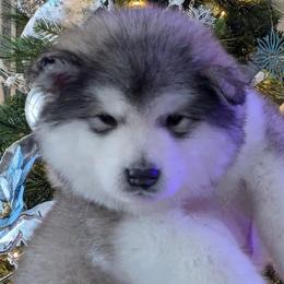 Alaskan Malamute puppies from Windchaser Kennels