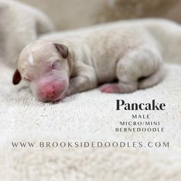 Pancake - Red male Bernedoodle puppy in Temecula, California from Brookside Bernedoodles