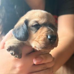Red boy 1-lefty - Red male Dachshund puppy in Lady Lake, Florida from Shotzie Doxie Co.