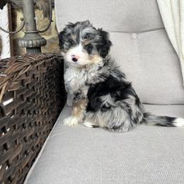 Axel - Tri-color male Bernedoodle puppy in Holtwood, Pennsylvania from Country Ridge Puppies