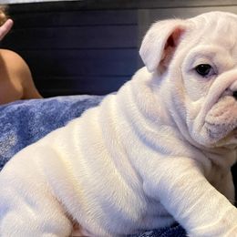 Bulldog Puppies from Southeastern Squishabulls