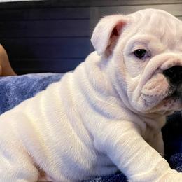 Bulldog Puppies from Southeastern Squishabulls