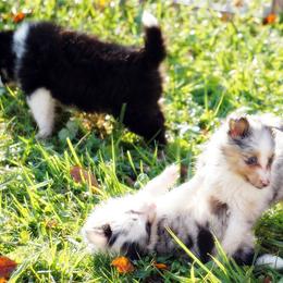 Rottweiler and Shetland Sheepdog Puppies from Mountain High Kennels