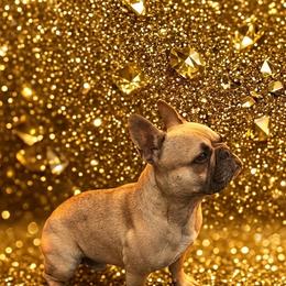 Bingo - French Bulldog