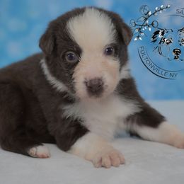 Zaychella - Red tri-color female Australian Shepherd puppy in Fultonville, New York from Sandy Aussies & Pomeranians
