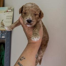 Boy 4 - Apricot male Goldendoodle puppy in Hopkins County, Texas from Boutique Doodles