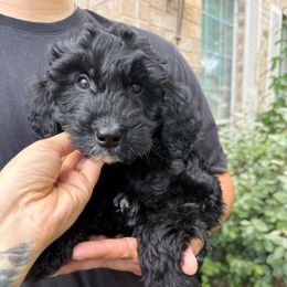 Jack - Black male Goldendoodle puppy in Katy, Texas from Tails of Cypress