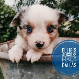 Dallas - Blue merle male Miniature Australian Shepherd puppy in Kettle Falls, Washington from Ellie's Miniature Australian Shepherds