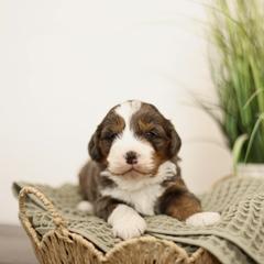Sprinkle - female Australian Mountain Doodle puppy in Spanish Fork, Utah from Little Puppy Co.