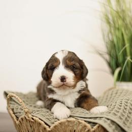 Sprinkle - female Australian Mountain Doodle puppy in Spanish Fork, Utah from Little Puppy Co.