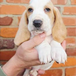 Mordecai - Lemon and white male Basset Hound puppy in Bellaire, Ohio from Blessed Bassets