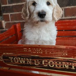 Labradoodle and Poodle Puppies from Lucky Labradoodles
