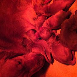 Boy 2 - Dark golden male Golden Retriever puppy in Mt Solon, Virginia from Emma's Golden Puppers