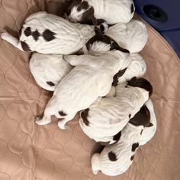 Boy 5 - Brown and gray male Wirehaired Pointing Griffon puppy in Nine Mile Falls, Washington from Anyan Lodge Pups