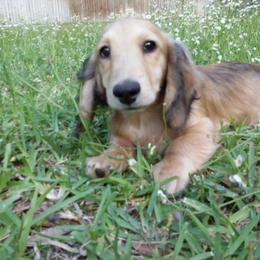 Curly's Boy - Cream male Dachshund puppy in Inverness, Florida from Royalworth Kennel