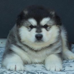 Lucius - Seal and white male Alaskan Malamute puppy in Michigan from Warrior’s Legacy Alaskan Malamutes