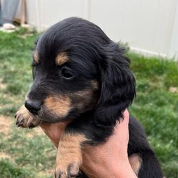 George - Black and tan male Dachshund puppy in Meridian, Idaho from Schön Duchshund