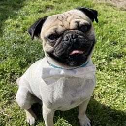 Pugs from Curly Tail Kennels & More
