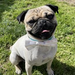 Pugs from Curly Tail Kennels & More