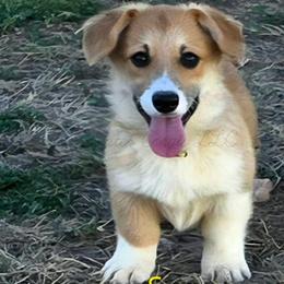 Sunny - Red male Pembroke Welsh Corgi puppy in Kiowa, Colorado from Cool Water Corgis LLC