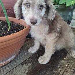 Aussiedoodle and Miniature Australian Shepherd Puppies from Aussies Acre